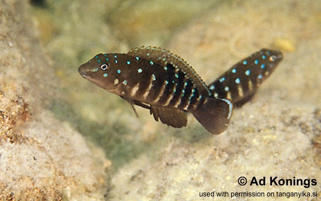 Tanganicodus irsacae 'Mabilibili Bay'